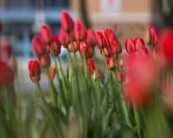 The seasonal flowers are also grown and studied in this garden.